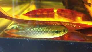 Apistogramma agassizi spawning [upl. by Nolur]