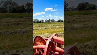 Raking hay with the MF 25 roller bar rake  The PTO fell off  oldisgold farming [upl. by Elsey]