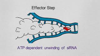 Gene Silencing Basics and Mechanism [upl. by Ccasi754]