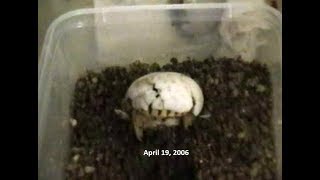 Indian Star Tortoise Hatching [upl. by Gniy618]