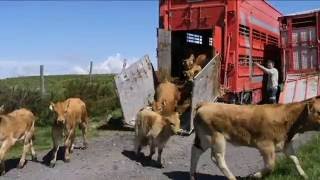 Transhumance Race Aubrac mei 2016 Montagne Pailherols RAULHAC Cantal [upl. by Josler]