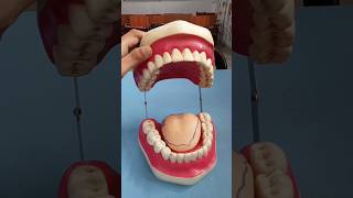 Open a mouth funny mouth anatomy funnyvideo shorts ytshorts [upl. by Meagan]