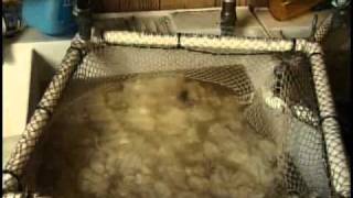 Wool Processing in a Fiber Mill Part 1 of 3 [upl. by Erasme662]