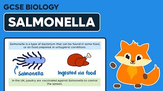 Salmonella  Bacterial Diseases  GCSE Biology [upl. by Casteel]