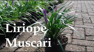 Liriope Muscari or Lily Turf ✽ Brief Visual Overview [upl. by Cairistiona]