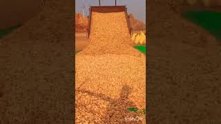 Groundnut farming atitude whatsapp status 💯😈🔥shortsvideo farming shortsfeed viralvideo [upl. by Ehttam]