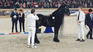 King👑 of the stallions JASPER 366 The one and only 😍 Friesian Horse [upl. by Boyce]