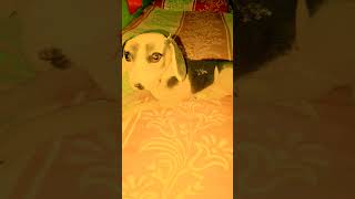 Fullyvideodogdogsonghindisongnaveenguptagmrbestdogsong [upl. by Ellennahc542]