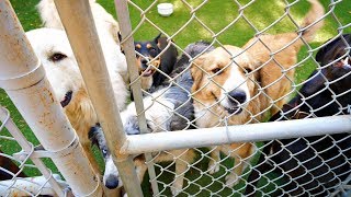 Animal Rescue Saves Dogs From California Wild Fires [upl. by Atsocal]