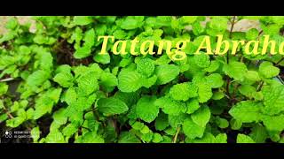 Tatang Abraham [upl. by Airyt223]