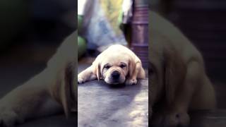 Cute Puppy Dogs shorts doglover dog puppy funny viral youtubeshorts shortsfeed trending [upl. by Bolitho640]