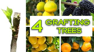 4 GRAFTING METHODE you NEED to KNOW [upl. by Yerhcaz]