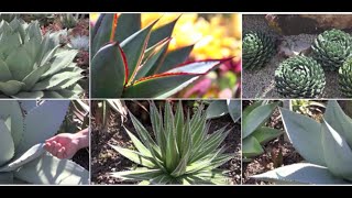 Six Great Agaves for Your Garden with Kelly Griffin [upl. by Essam971]