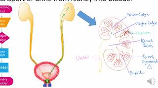 Micturition Part2 Relation between Bladder pressure and volume CYSTOMETROGRAM  Micturition reflex [upl. by Tiffa]