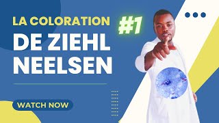 Introduction a la coloration de Ziehl Neelsen 1 [upl. by Oxley]