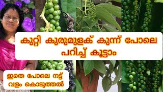 കുറ്റികുരുമുളക് തൈ ഉണ്ടാക്കുന്ന വിധവും  നടീലും അതിന്റെ വളപ്രയോഗവും  തൈ Sale ഉം  Bush pepper [upl. by Eecak120]