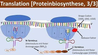 Translation  Proteinbiosynthese 33  Biologie Genetik Oberstufe [upl. by Lled632]