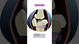 Osteoarthritis Hindi ऑस्टियोआर्थराइटिस shorts health healthcare fittness medicinesir [upl. by Ario383]