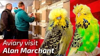 EXHIBITION BUDGERIGAR BREEDER Alan Marchant United Kingdom Budgie Planet MUHABBET perruche peri [upl. by Arahc]