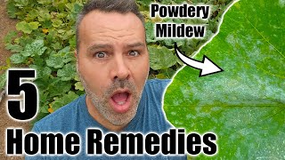 POWDERY MILDEW  5 Home Remedies [upl. by Oicnevuj]