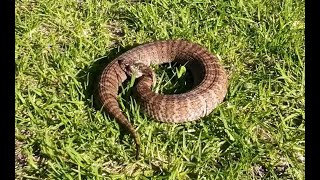 Southern Death Adder Acanthophis antarcticus Western Australia [upl. by Jehu]