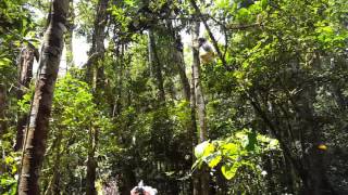 Sifaka lemur jumping around Madagascar Andasibe [upl. by Couhp]