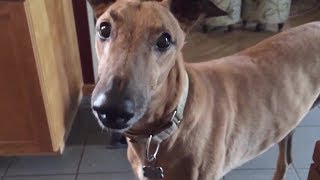 4 you  Funniest Whippet Videos [upl. by Liban]