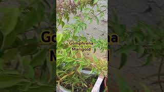 Gomphrena houseplant marigold garden gardening flowers wintergarden nature naturelovers [upl. by Merideth]