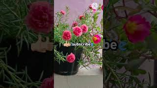 Easy to grow flowering plants tablerosestamil song gardenshots telugu teluguuniquemomstyle [upl. by Gilberte]