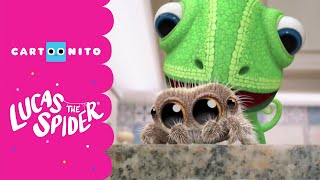 Lucas the Spider  Bedtime song  Cartoonito [upl. by Chastain]