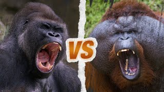 GORILLE vs ORANGOUTAN  Qui est le roi des singes [upl. by Latvina]