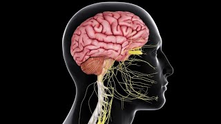 CNS 4  Somatic sensations  Physiology Crash Course  DrNagi  Arabic [upl. by Lumpkin]