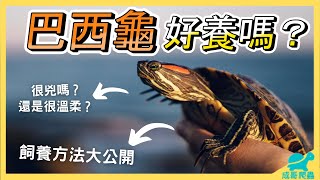 巴西龜飼養介紹｜🐢巴西龜怎麼養呢？巴西龜竟然會咬人？生態問題？🐢烏龜新手Chenge成哥 [upl. by Anaej]