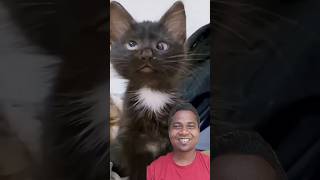 cat ne milk kha diya comedy funny surajroxfunnyvibeo realfoolscomedy surajroxfunny [upl. by Assirual]