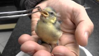 Aufzucht Blaumeise  Bluetit [upl. by Seften211]