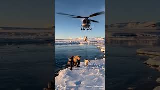 Polar Bear amp Her Twins Rescued From Heli At Atlantic Sea cute [upl. by Alyahs327]