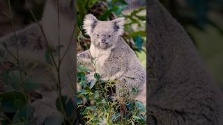 Koalas wildlife wildaustralia wildlifephotography australia australiananimals [upl. by Onaled]