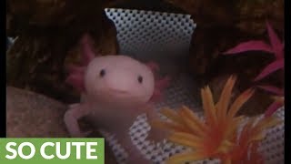 Cute axolotl yawns for the camera [upl. by Eidnim]