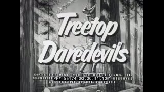 quot TREETOP DAREDEVILS quot 1950s LUMBERJACK amp LUMBER INDUSTRY FILM 55174 [upl. by Ylahtan]