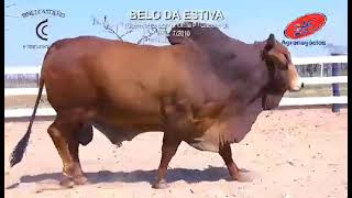 BELO AJCF RAÇA SINDI GRANDE CAMPEÃO EXPOZEBU UBERABA 2015 [upl. by Gula]