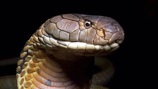 Nuevas especies de cobra real toda una familia descubierta serpientes snake biologia sabiasque [upl. by Brodench]