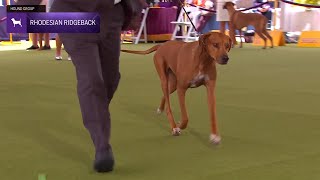 Rhodesian Ridgebacks  Breed Judging 2024 [upl. by Aleicarg]