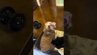 So cute Teacup goldendoodle dances in his bed teacupgoldendoodle goldendoodle cuteanimals [upl. by Zebedee]