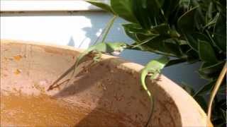 Green Anole Lizard fighting over their territory [upl. by Amilas]