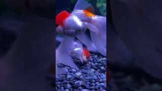 Beautiful oranda red cap aquariumfish aquarium goldfish [upl. by Eey]