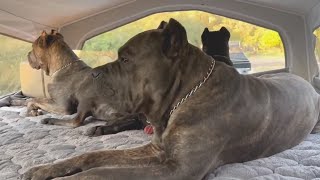 Cane Corso Pack Protects Woman on First Camping Trip Alone [upl. by Adin]