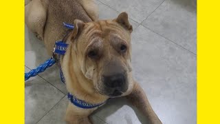 família contrata empresa especializada para transportar cachorro de AM para MS mas Duke cão morre [upl. by Rodablas839]