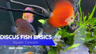 How To DISCUS Fish Basics A Complete GUIDE For Beginners  Tips That Really Work [upl. by Capwell]