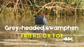 Greyheaded swamphen  purple swamphen  Porphyrio poliocephalus  nature documentary with Eng subs [upl. by Knowland837]