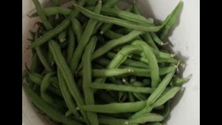 Gardening Trivia Green Beans need what temperature for germination [upl. by Nims]